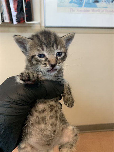 HERCULES - Domestic Short Hair available for adoption