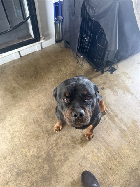 ROBERTA - Rottweiler available for adoption