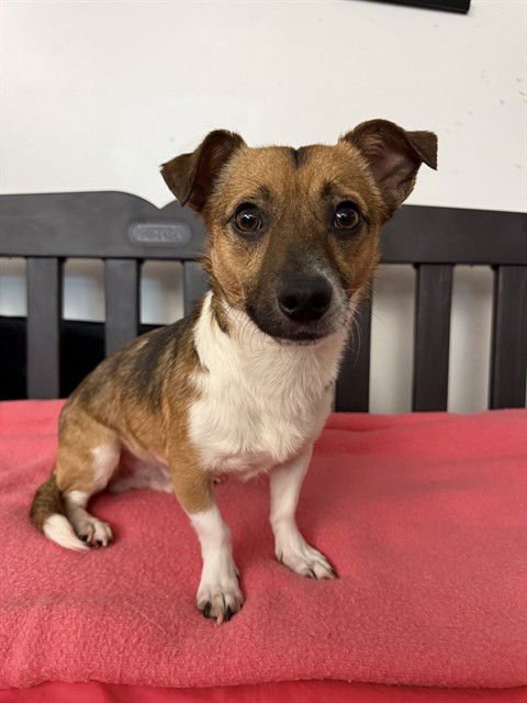 WOODY - Chihuahua available for adoption