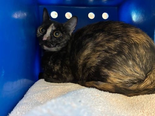 A1415056 - Domestic Short Hair available for adoption