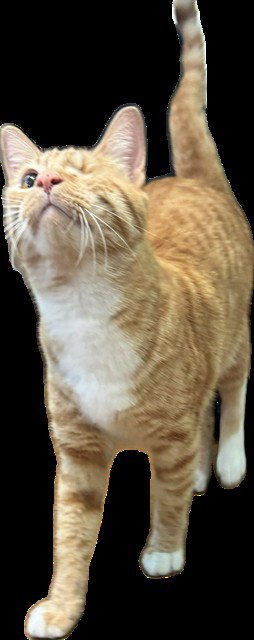 ONE EYE WILLY - Domestic Short Hair available for adoption
