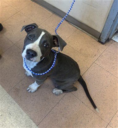 BLUE CHEESE - American Staffordshire Terrier available for adoption