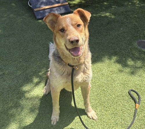 POOH BEAR - Australian Shepherd / German Shepherd Dog available for adoption