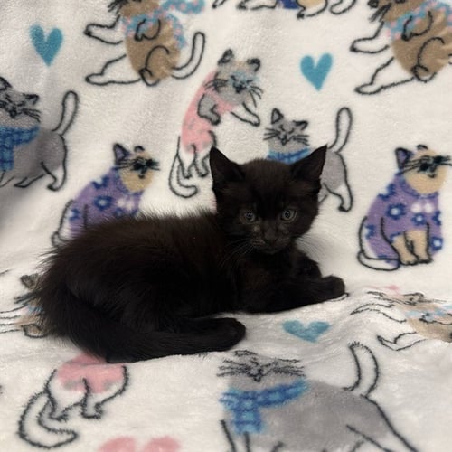 A1415170 - Domestic Short Hair available for adoption