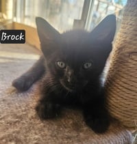 BROCK - Photo 1