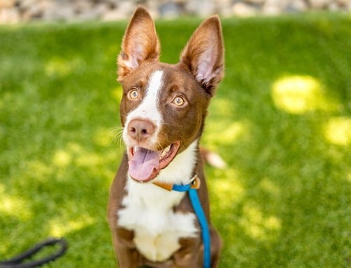 TSAHEYLO - Border Collie / Dutch Shepherd available for adoption