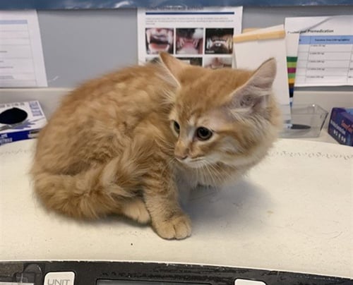 BUTTERCUP - Domestic Medium Hair available for adoption