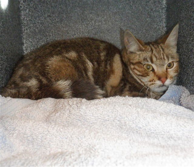 ELIZABETH - Domestic Short Hair available for adoption