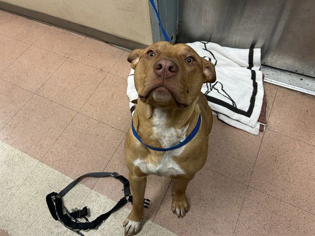 CHENATE - Pit Bull Terrier available for adoption