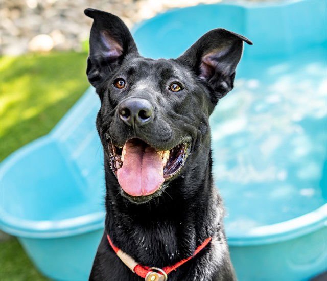 ANGUS - Labrador Retriever available for adoption