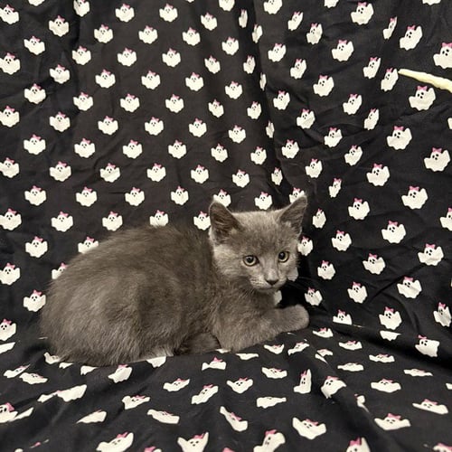 A1414063 - Domestic Short Hair available for adoption