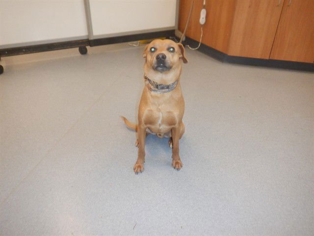 COPPER - Black Mouth Cur available for adoption