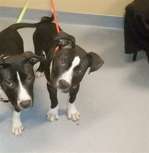 CADEN - Pit Bull Terrier available for adoption