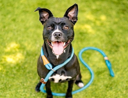 PINEAPPLE - Pit Bull Terrier available for adoption