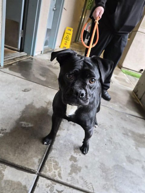 COOPER - Beagle available for adoption