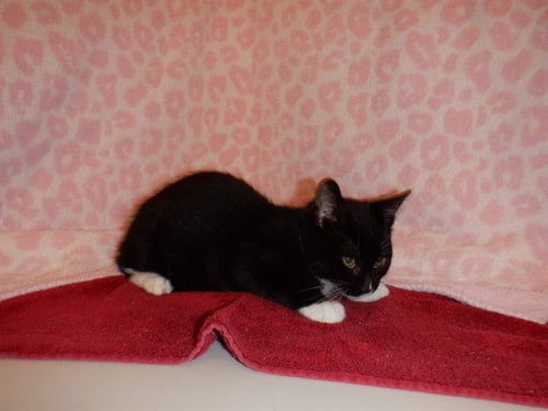 MICKEY - Domestic Short Hair available for adoption