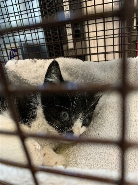 MAGPIE - Domestic Short Hair available for adoption