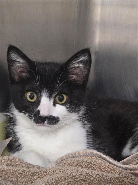 MAGPIE - Domestic Short Hair available for adoption