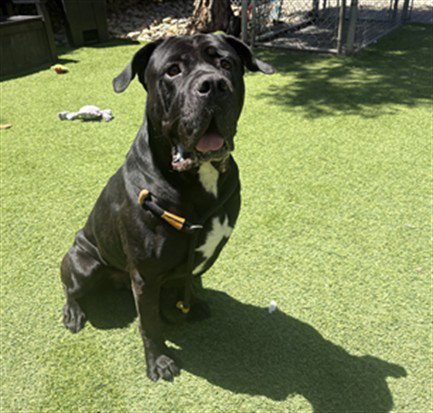 BALOO