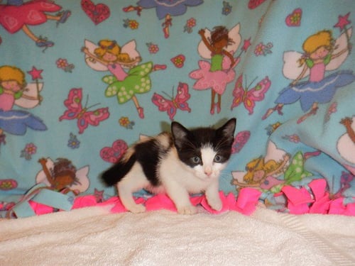 HAZELNUT - Domestic Short Hair available for adoption