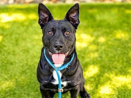 GOOBEAR - Pit Bull Terrier available for adoption