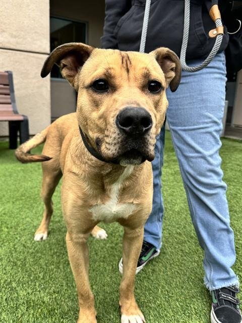 SARATOGA - Labrador Retriever available for adoption