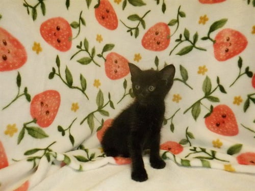 HALLIE - Domestic Short Hair available for adoption