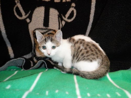 COCONUT - Domestic Short Hair available for adoption
