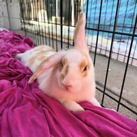 KODA - Photo 1