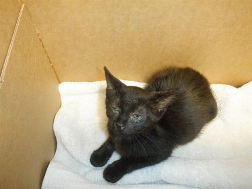 ELIZABETH - Domestic Short Hair available for adoption