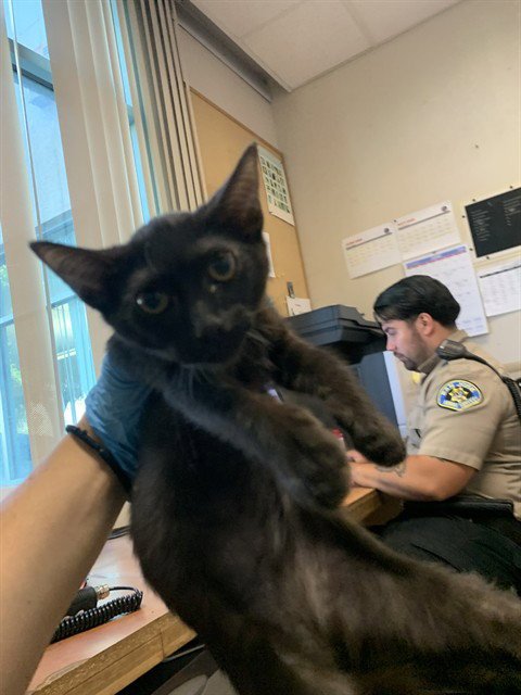 BULLSEYE - Domestic Short Hair available for adoption