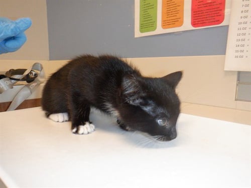 MOON - Domestic Short Hair available for adoption