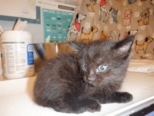 A1410679 - Domestic Short Hair available for adoption