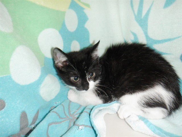 JULIET Image