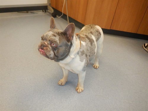 SIERRA - French Bulldog available for adoption