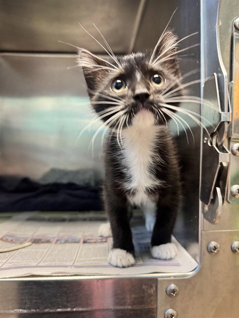 OZZY - Domestic Short Hair available for adoption