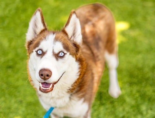 HENNESSY - Siberian Husky available for adoption