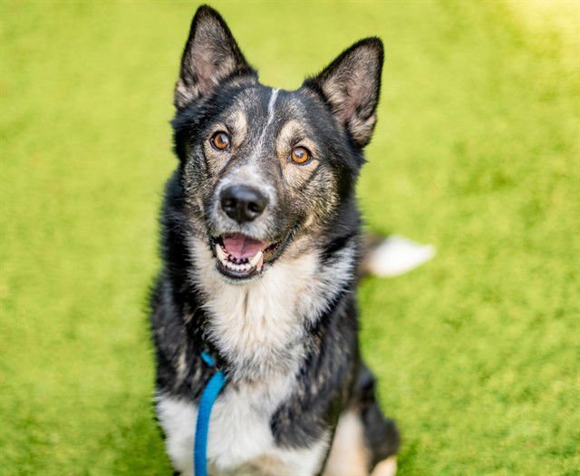 DWAYNE - Siberian Husky / German Shepherd Dog available for adoption