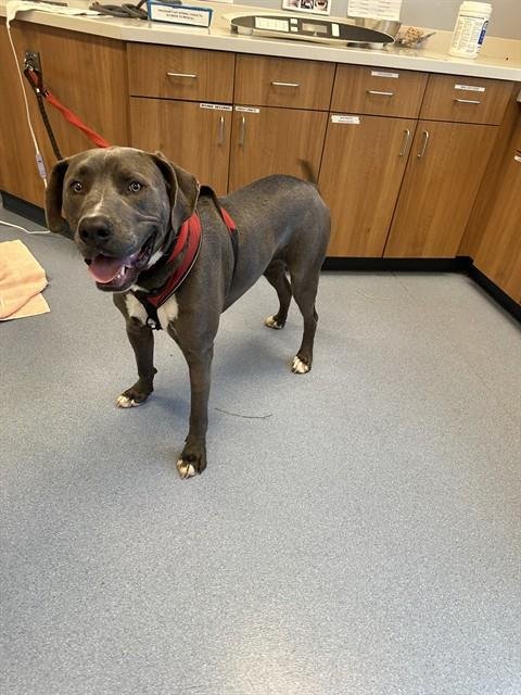 CHASER - Weimaraner available for adoption