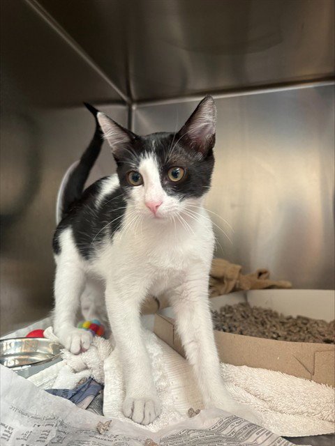 COMET - Domestic Short Hair available for adoption