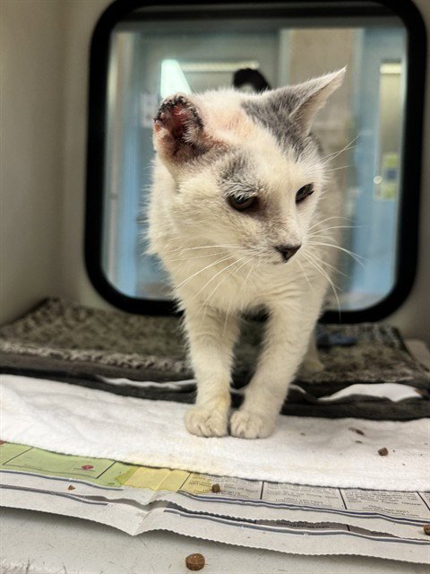REBA - Domestic Short Hair available for adoption