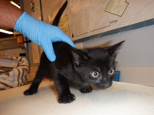 ALVIN - Domestic Short Hair available for adoption