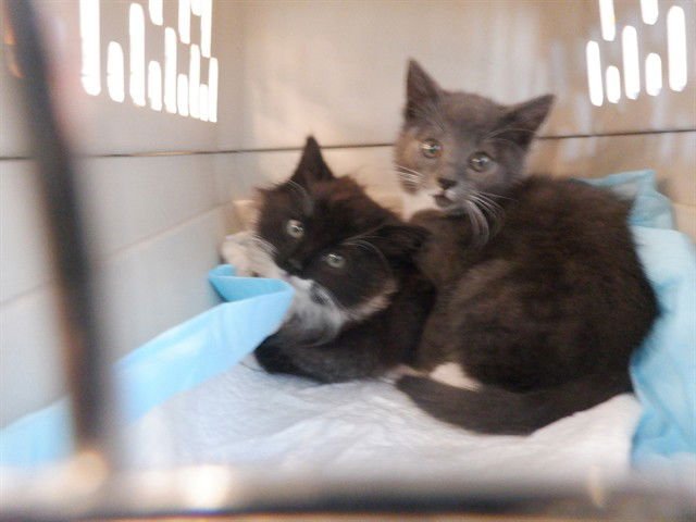 A1401184 - Domestic Short Hair available for adoption