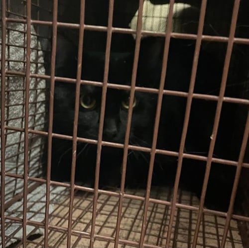 TYSON - Domestic Short Hair available for adoption