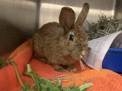 THE BOSS - Shorthaired Rabbit available for adoption