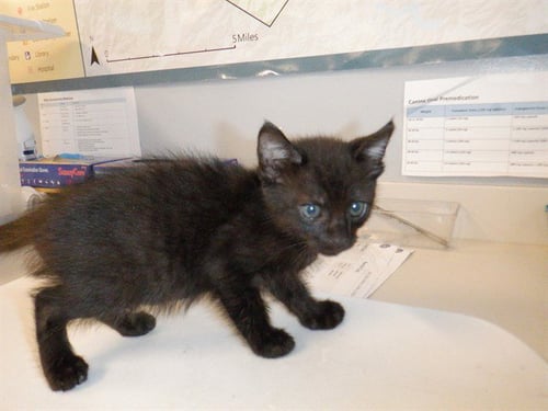 PANCIT - Domestic Short Hair available for adoption
