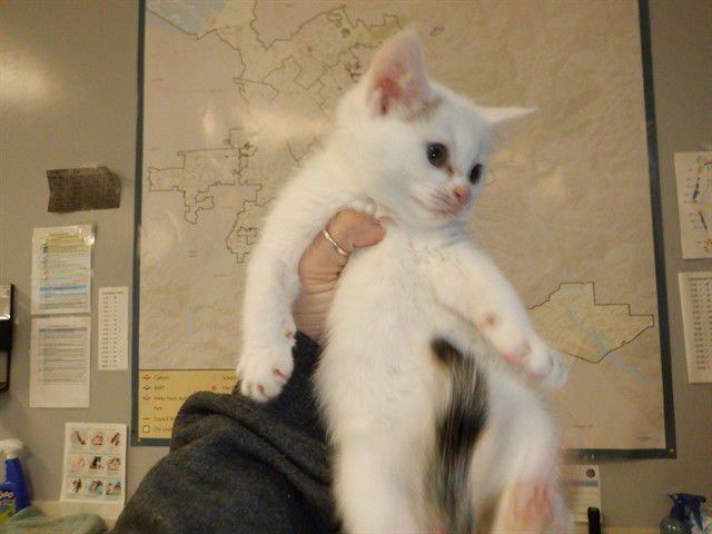 A1400478 - Domestic Short Hair available for adoption