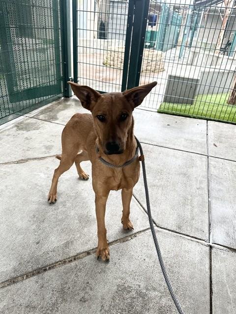 RAISIN BRAN - Redbone Coonhound available for adoption