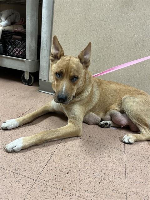 KARINA - Siberian Husky available for adoption