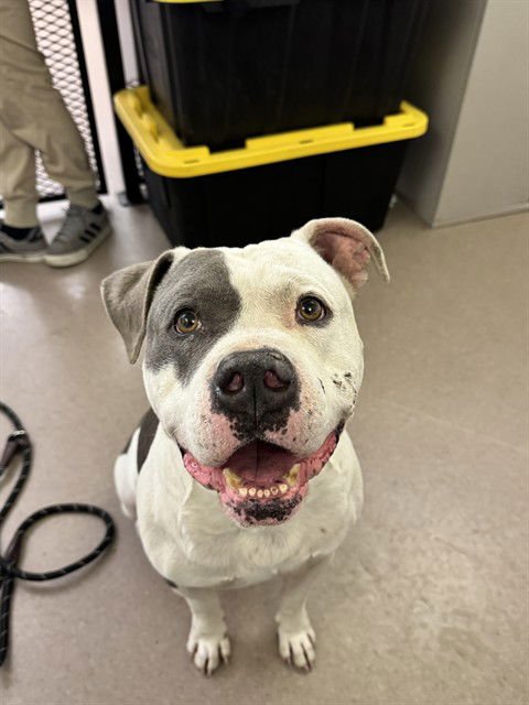 PIGEON - American Bulldog available for adoption